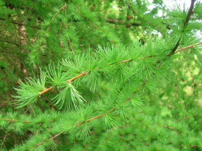 Modrzew europejski to jedna z roślin żywopłotowych, które można spotkać w polskich lasach