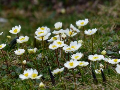 Dębik ośmiopłatkowy- to niska bylina o dużej ilości drobnych, białych kwiatów