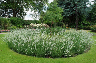 lawenda Edelweiss to roślina o długich, białych kwiatostanach. Kwitnie od czerwca