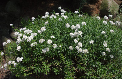 Ubiorek wiecznie zielony- bylina średniej wysokości idealnie nadająca się do ogrodu z roślinami kwitnącymi na biało