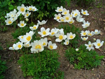Zawilec wielkokwiatowy- bylina kwitnąca na biało