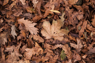 Suche liście są darmowym, powszenie dostępnym materiałem do ściółkowania gleby w ogrodzie 