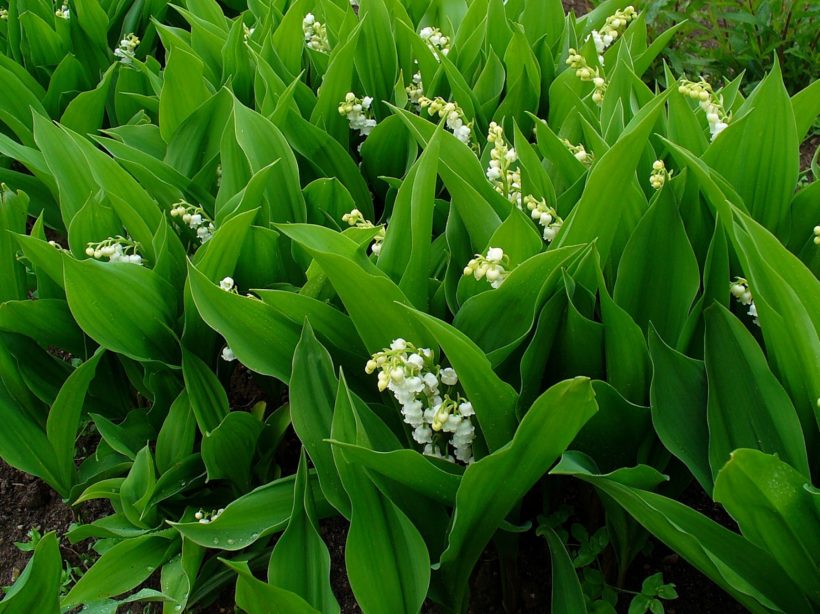 konwalia majowa to bylina do cienia rozrastająca się kłączami i wypuszczająca białe, aromatyczne kwiaty
