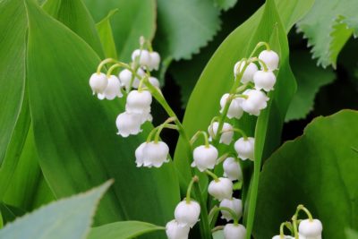 konwalia majowa ma piękne białe kwiaty o intensywnym zapachu