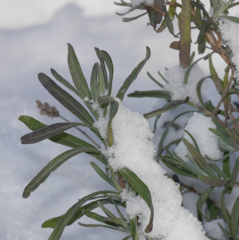 Przygotowanie sadzonek lawendy do zimy oraz samo zimowanie wymagają trochę wiedzy, ale nie są trudnej