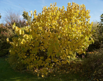Morwa czarna może być także rośliną ozdobną. Piękne żółte liście jesienią