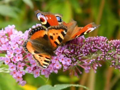 motyle, pożyteczne owady