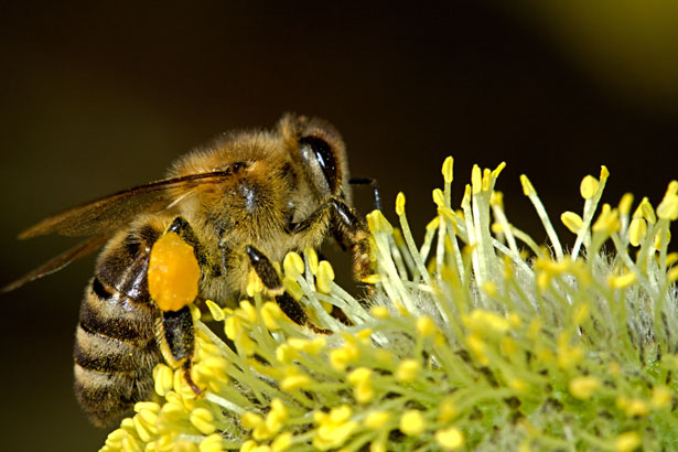 Jak przyciągnąć pszczoły i inne pożyteczne do ogrodu?- daj im schronienie, wodę i pożywienie