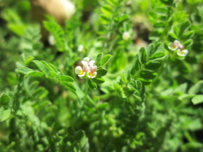 seradela siewna jest jedną z najlepszych roślin na poplon
