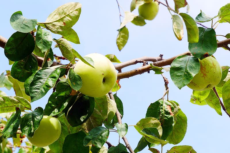 Jabłoń 'Kosztela' to zapomniana odmiana o bardzo smacznych owocach