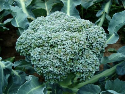 Brokuł to bardzo smaczne warzywo, którego uprawa w ogrodzie udaje się bardzo dobrze