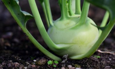 Kalarepa jest warzywem kapustnym łatwym w uprawie