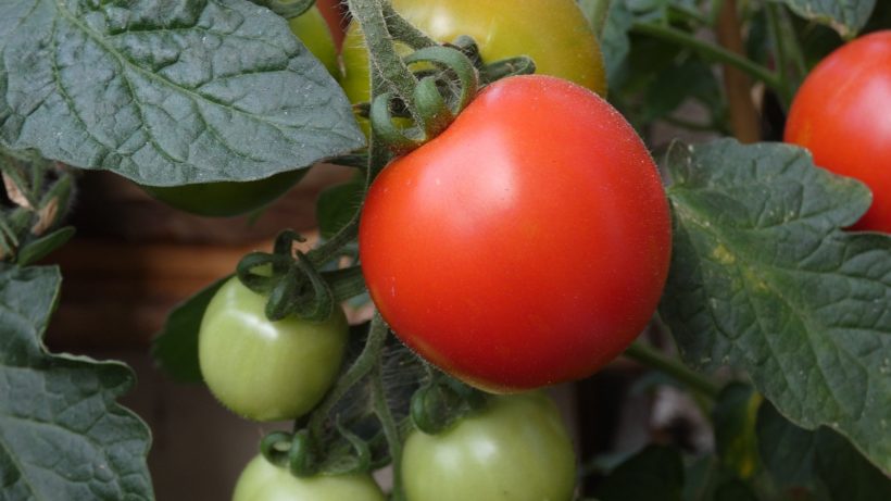 pomidor gruntowy 'Betalux' to dobra plenna, bardzo wczesna odmiana