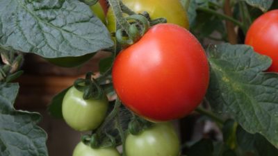 rozsada pomidora