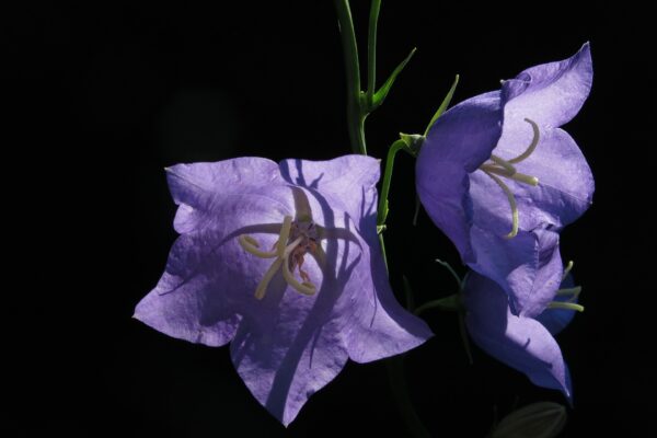 Dzwonek karpacki, to piękna roślina o fioletowych kwiatach