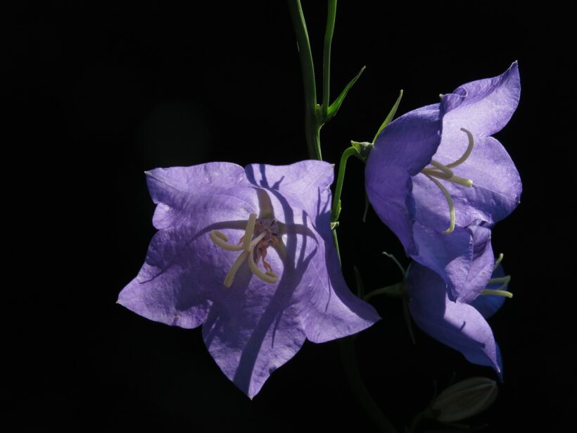 Dzwonek karpacki, to piękna roślina o fioletowych kwiatach