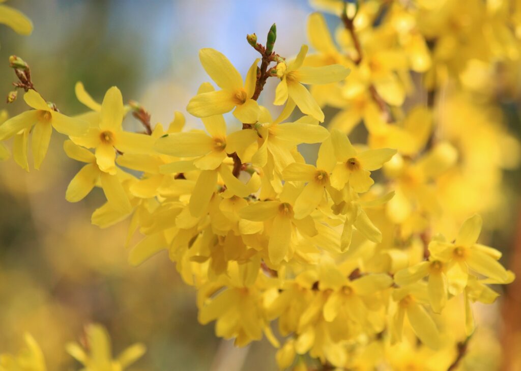 forsycja pośrednia posiada piękne żółte kwiaty