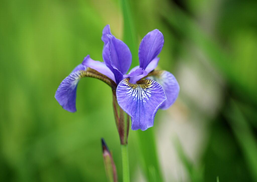 Kosaciec syberyjski to bylina rozrastająca się kłączami o niebieskich kwiatach