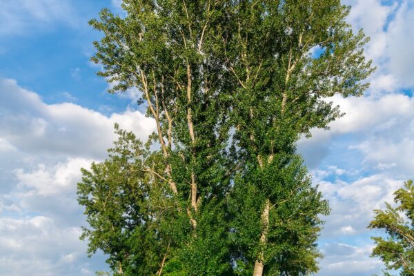 Topola balsamiczna to piękne duże drzewo. Jej uprawa jest bardzo łatwa