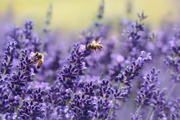 Rośliny miododajne pomagają przetrwać pszczołom