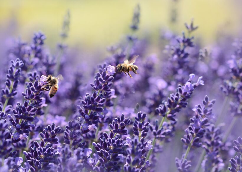 Rośliny miododajne pomagają przetrwać pszczołom